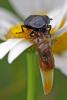 218148 – Photo : Daniel Ventard – France (71)